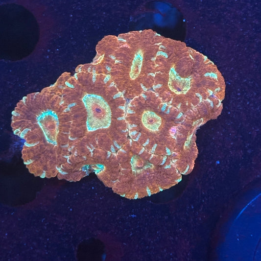 V04-07 WYSIWYG Acan Colony