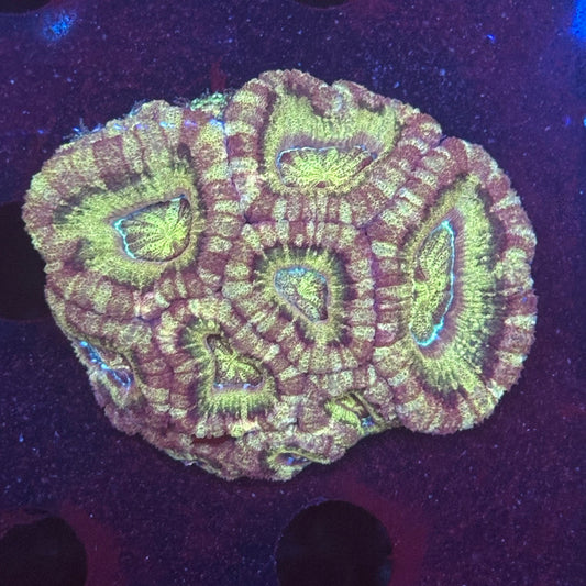 V04-08 WYSIWYG Acan Colony