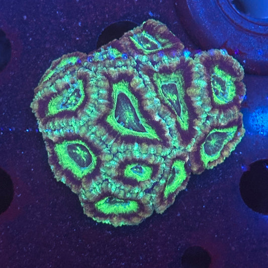 V04-09 WYSIWYG Acan Colony