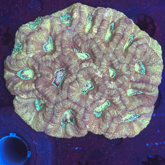 V05-01 WYSIWYG Acan Colony