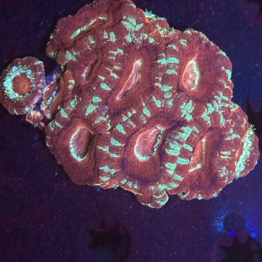 V05-02 WYSIWYG Acan Colony