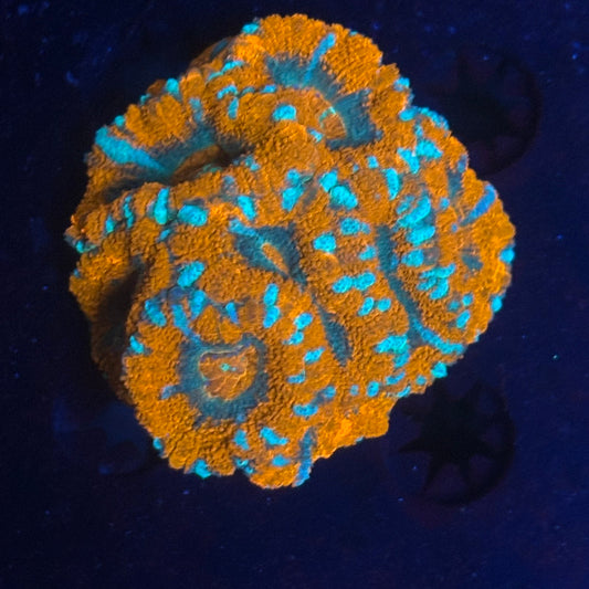 V05-03 WYSIWYG Acan Colony