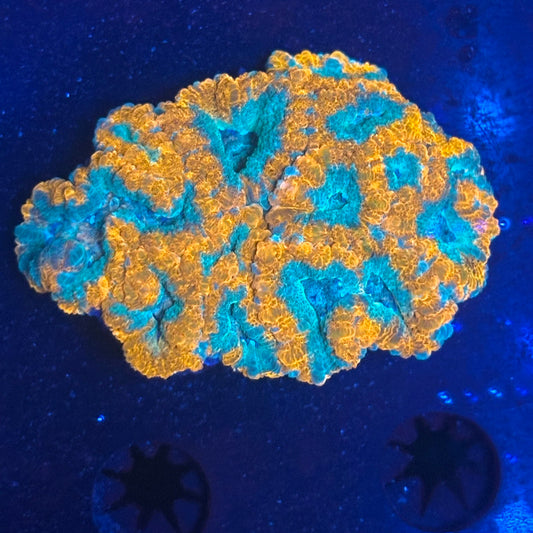 V05-04 WYSIWYG Acan Colony
