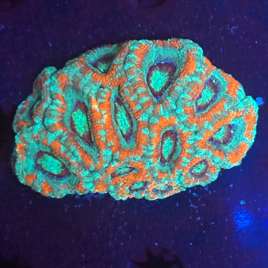 V05-05 WYSIWYG Acan Colony
