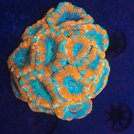 V05-06 WYSIWYG Acan Colony