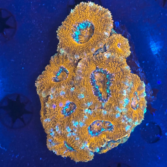V05-07 WYSIWYG Acan Colony
