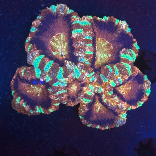 V05-08 WYSIWYG Acan Colony