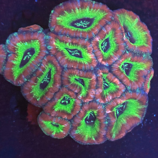 V05-09 WYSIWYG Acan Colony