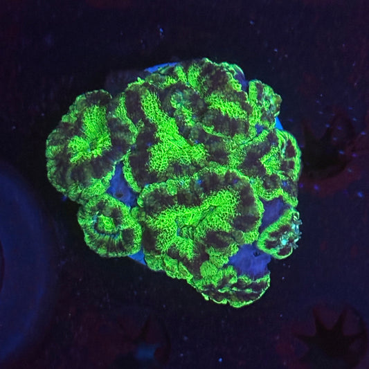 V06-01 WYSIWYG Acan Colony