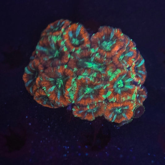 V06-02 WYSIWYG Acan Colony
