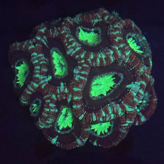 V06-03 WYSIWYG Acan Colony