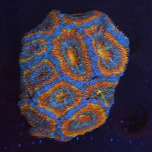 V06-05 WYSIWYG Acan Colony