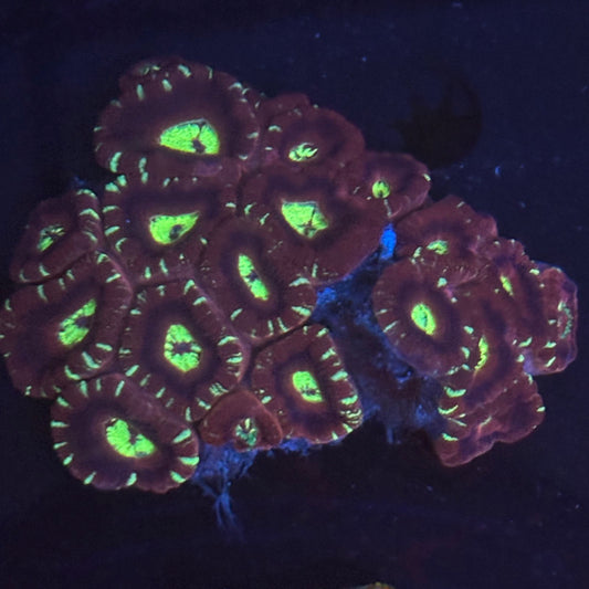 V06-06 WYSIWYG Acan Colony