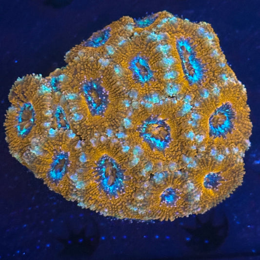V06-07 WYSIWYG Acan Colony