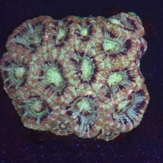 V06-08 WYSIWYG Acan Colony