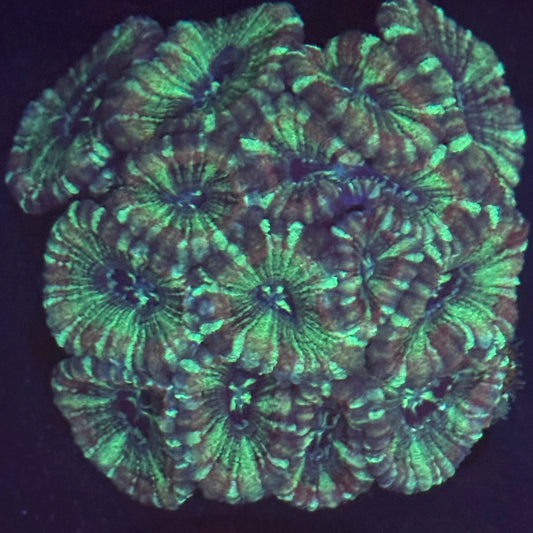 V06-09 WYSIWYG Acan Colony