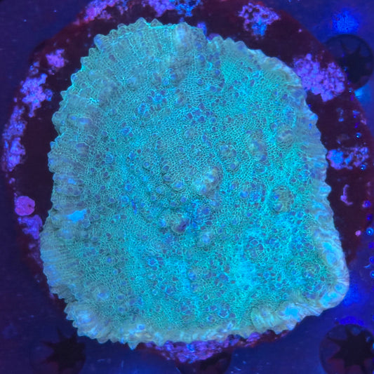 V10-06 WYSIWYG