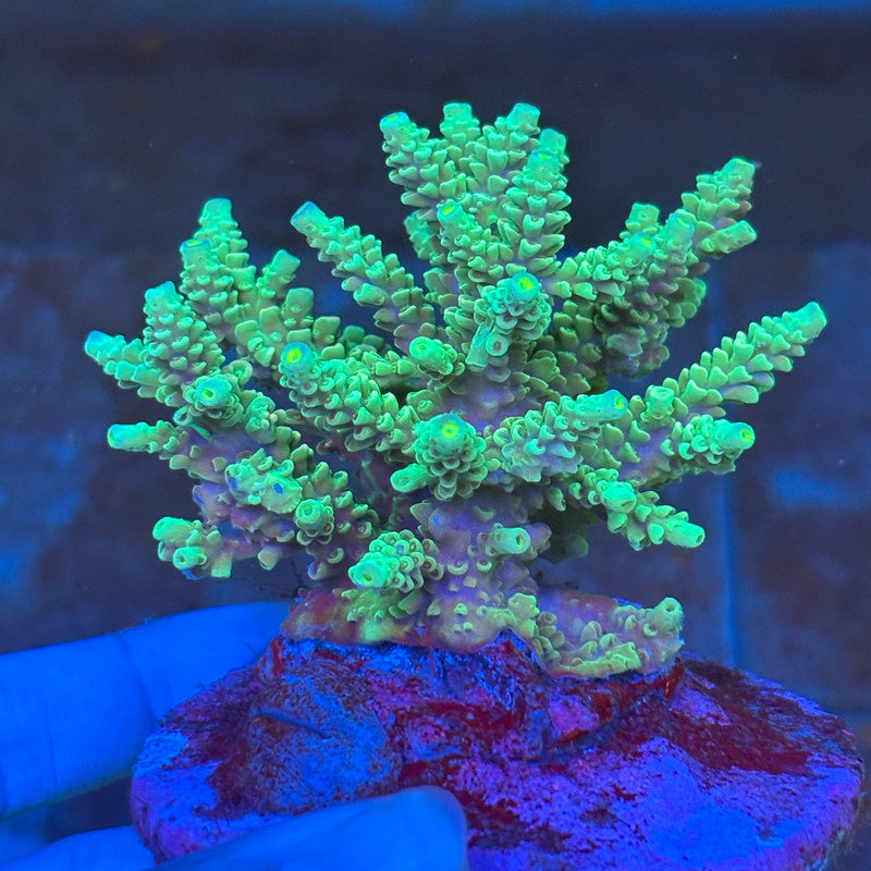 Indo SPS Colony D-01