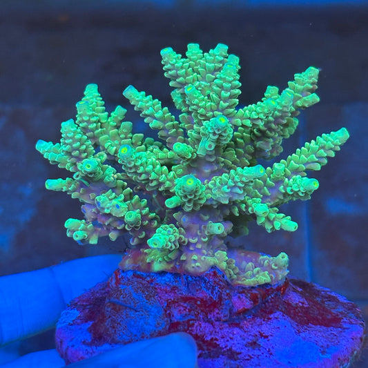 Indo SPS Colony D-01