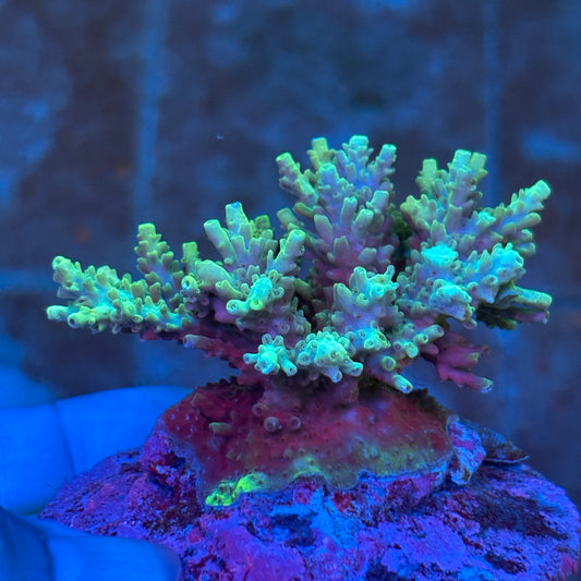 Indo SPS Colony D-02