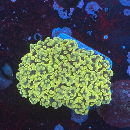 WYSIWYG LS-04-04 Gold frogspawn