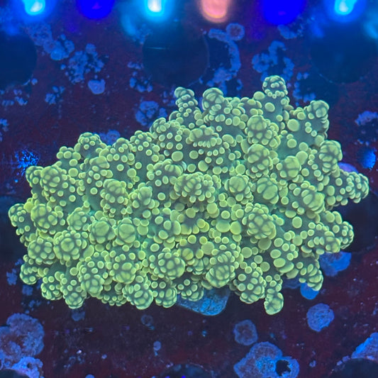 WYSIWYG LS-04-06 Gold frogspawn