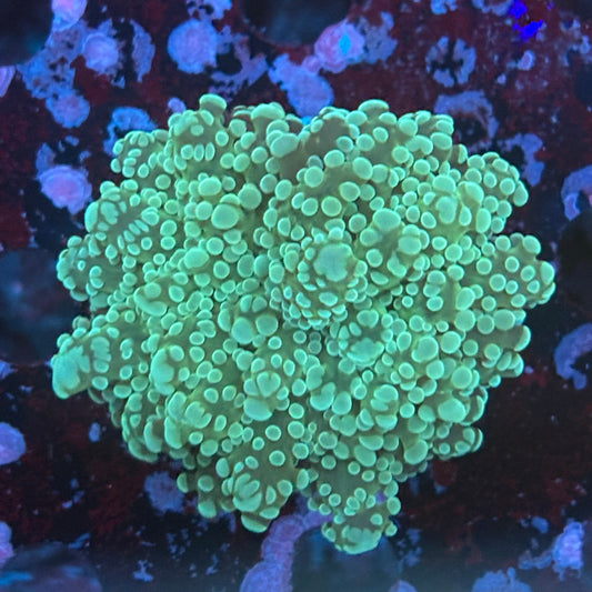 WYSIWYG LS-04-07 Mint frogspawn