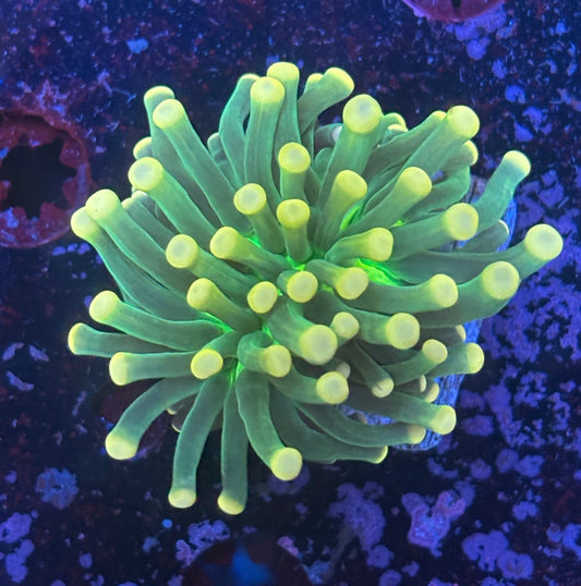 Y1-01-M08 || 1 Head Skittles Torch WYSIWYG