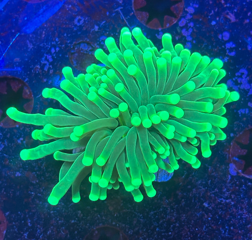 Y1-10-M08 || 1 Head Malaysian Green Torch WYSIWYG