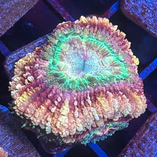 Z2-B02-M08 || Aquacultured Mimosa Acan WYSIWYG
