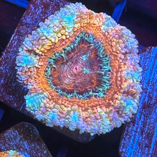 Z2-D07-M08 || Aquacultured Acan WYSIWYG