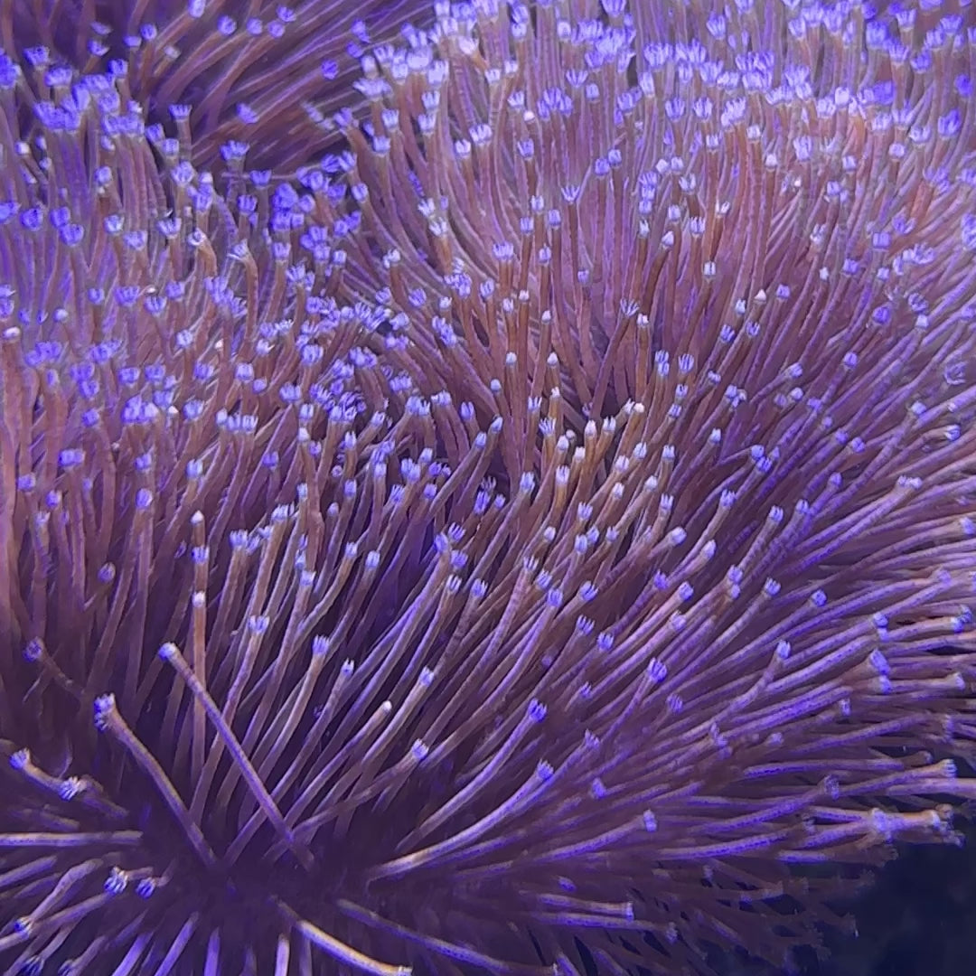 KFC Purple Willow Kung Fu Corals