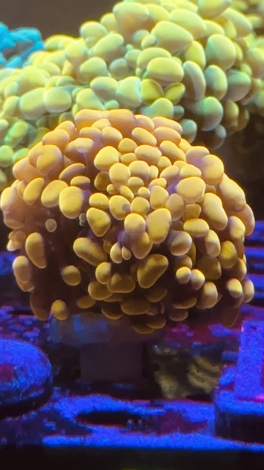 KFC Orange Tang Hammer Kung Fu Corals