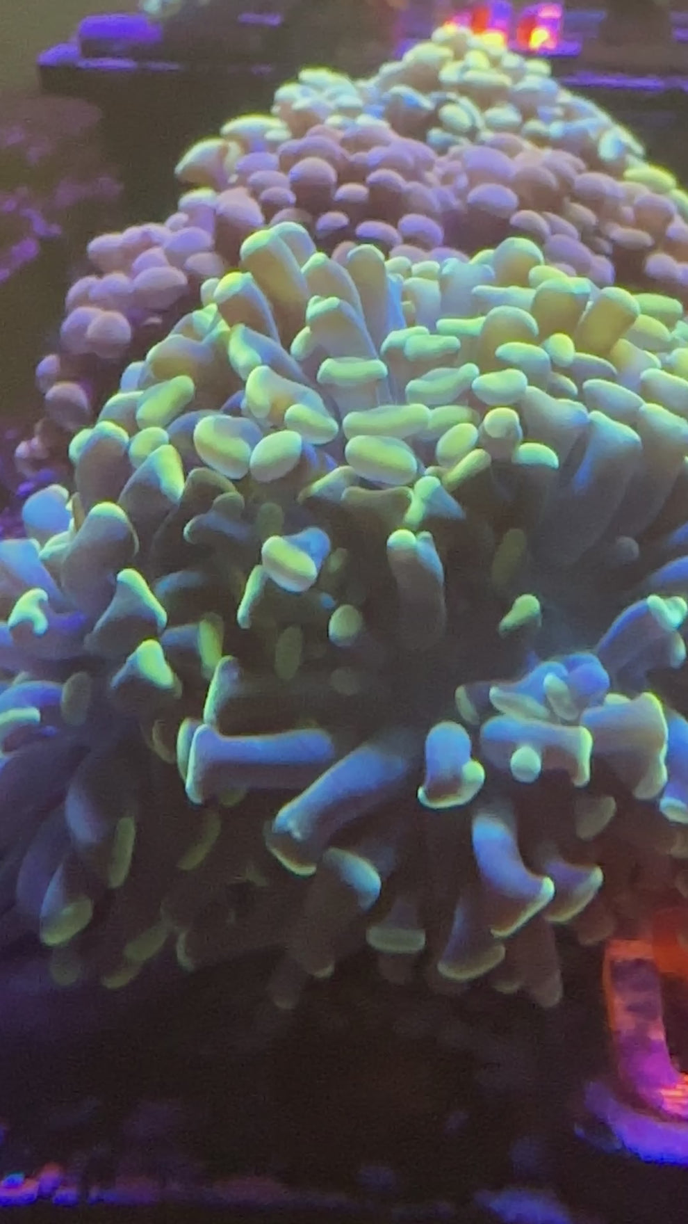 KFC Gold Nugget Hammer Kung Fu Corals